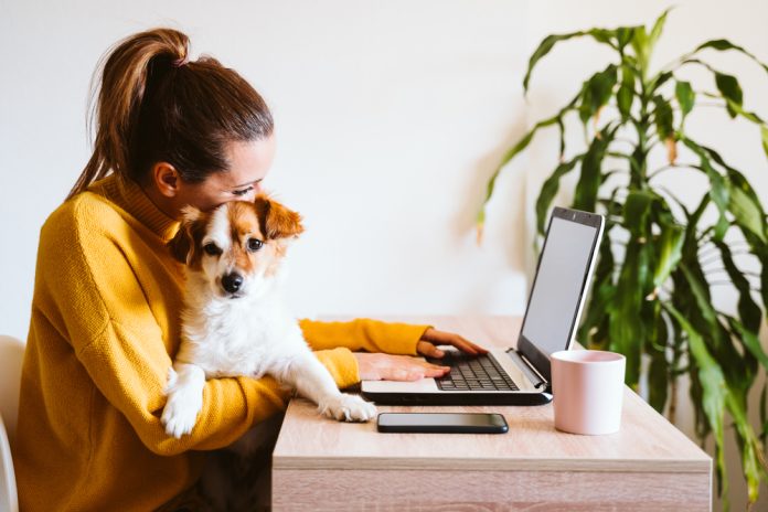 Young,Woman,Working,On,Laptop,At,Home,cute,Small,Dog,Besides. a woman working on a laptop while holding her puppy in her lap